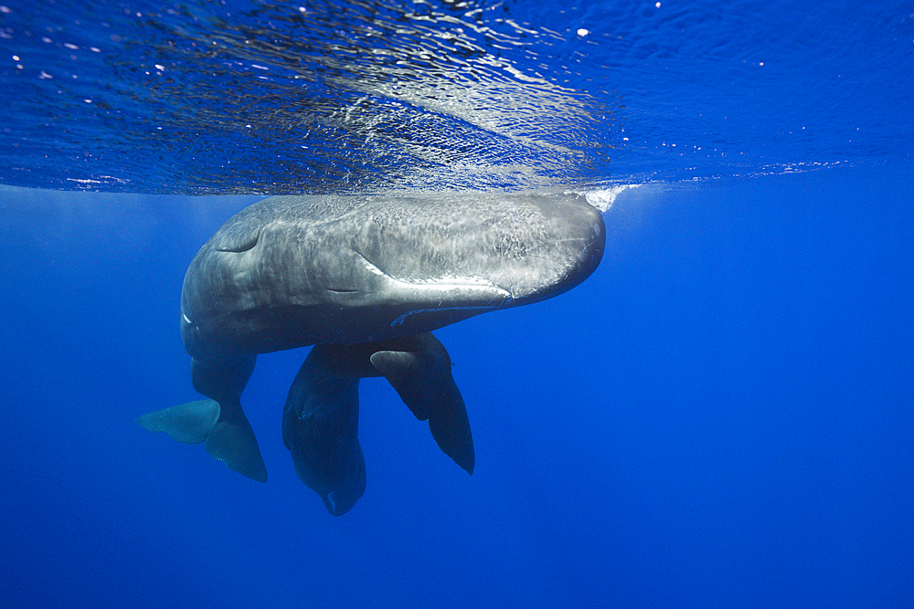 Social bahavior of Sperm Whale, Physeter macrocephalus, Caribbean Sea, Dominica