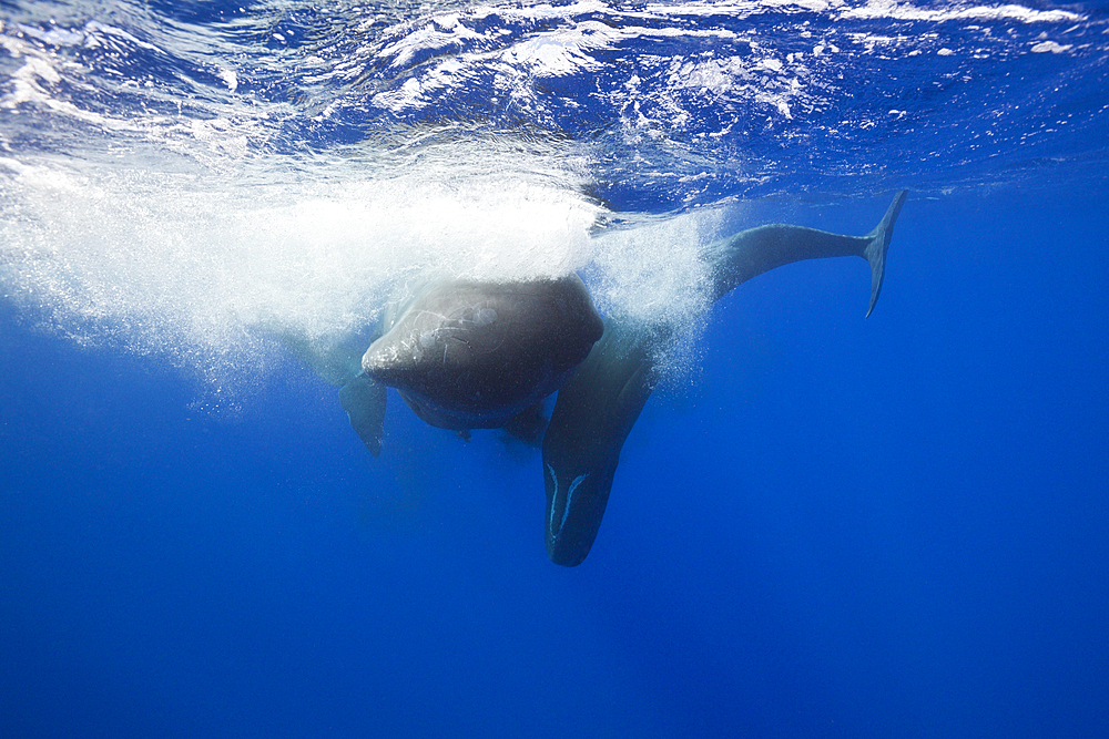 Sperm Whale territorial fight, Physeter macrocephalus, Caribbean Sea, Dominica