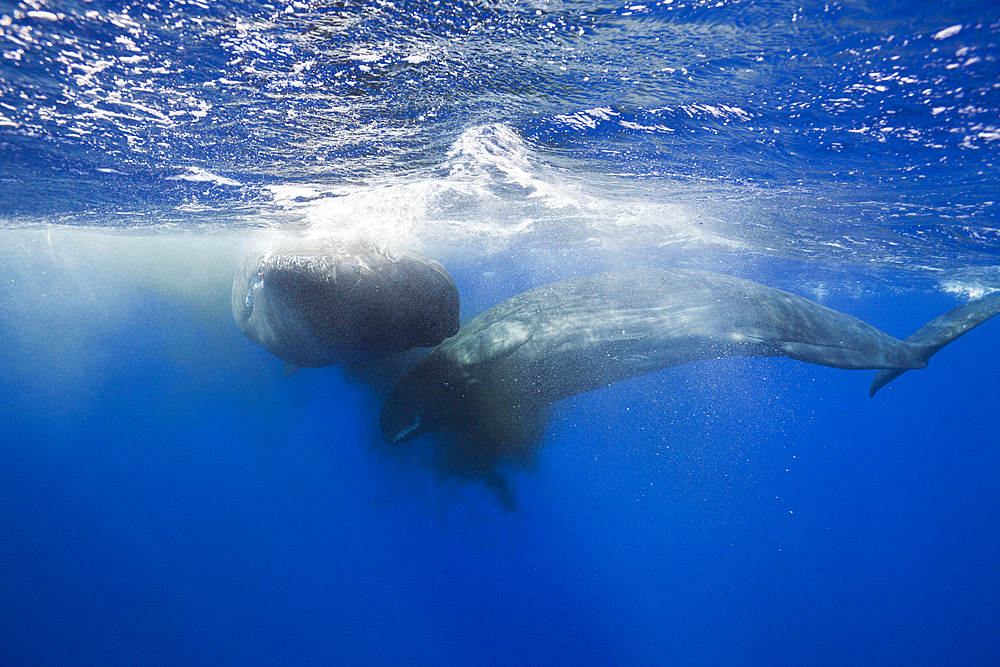 Sperm Whale territorial fight, Physeter macrocephalus, Caribbean Sea, Dominica