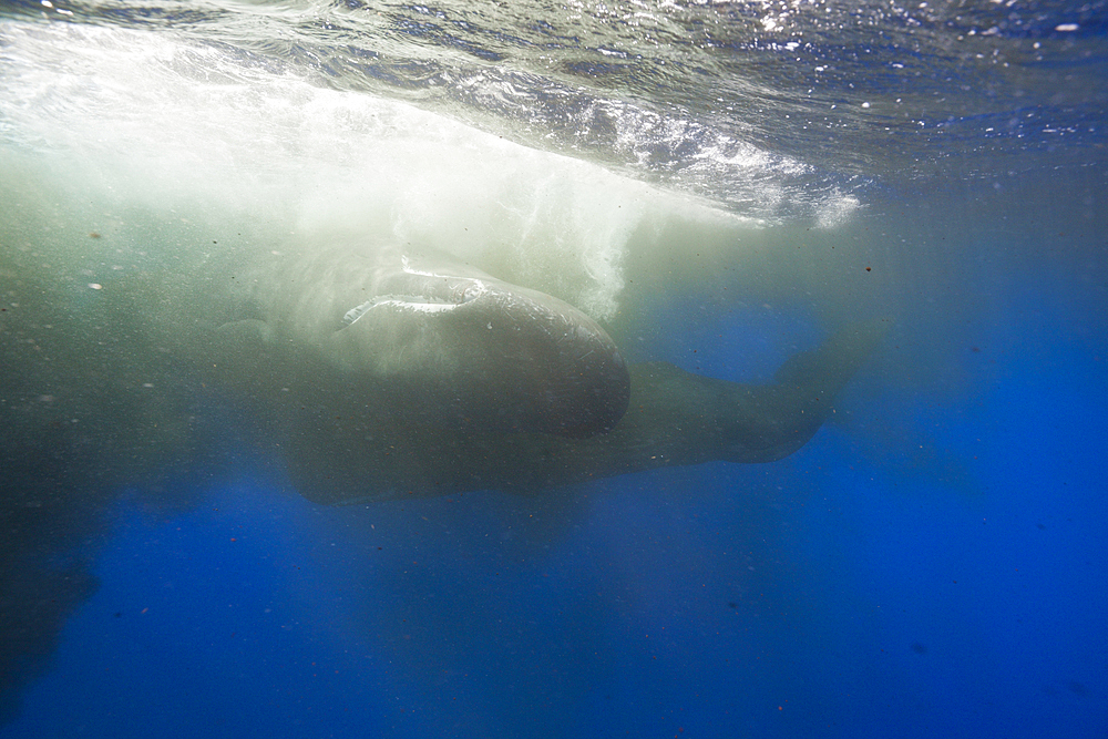 Sperm Whale territorial fight, Physeter macrocephalus, Caribbean Sea, Dominica