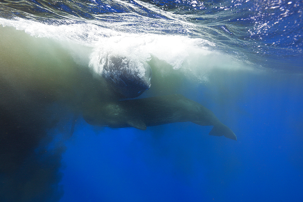 Sperm Whale territorial fight, Physeter macrocephalus, Caribbean Sea, Dominica