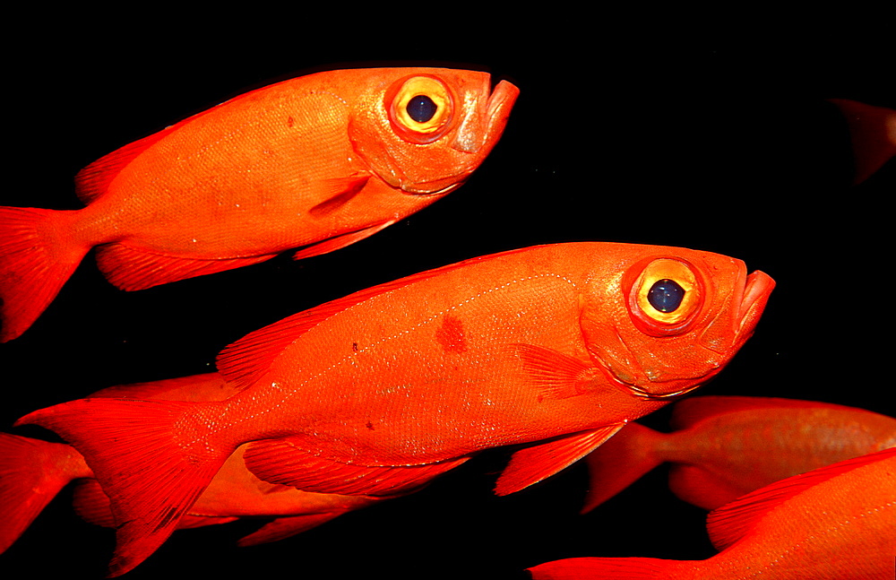 Crescent-tail bigeye, Priacanthus hamrur, Papua New Guinea, Pacific ocean