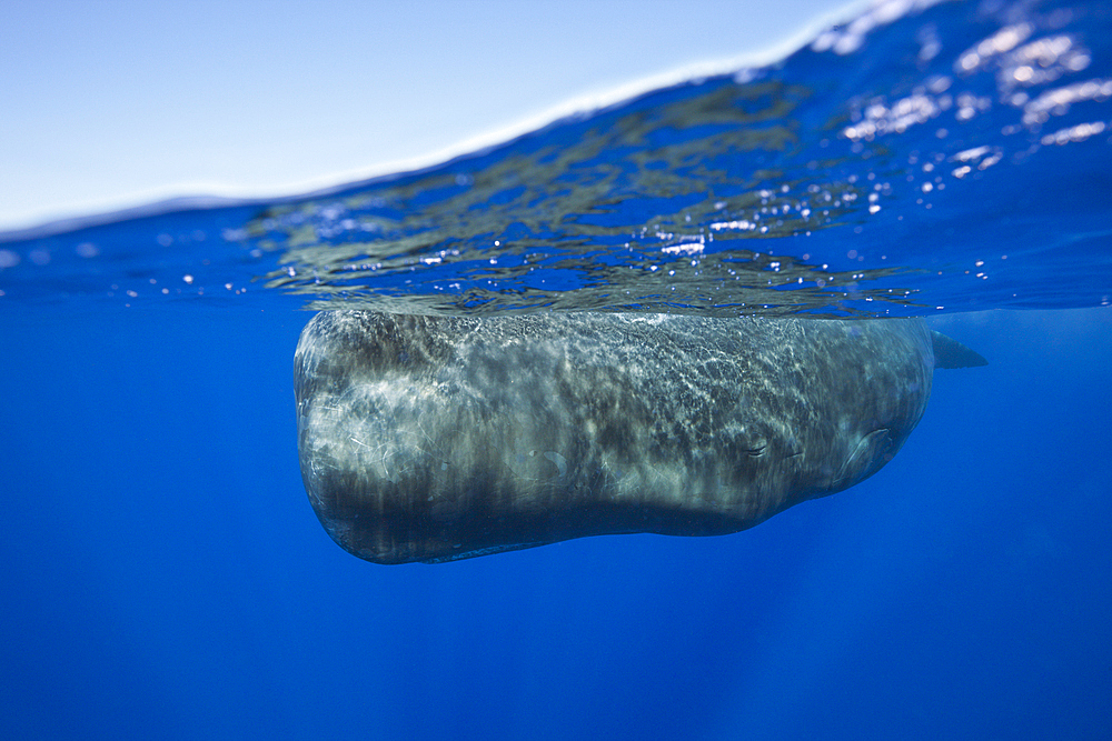 Sperm Whale, Physeter macrocephalus, Caribbean Sea, Dominica