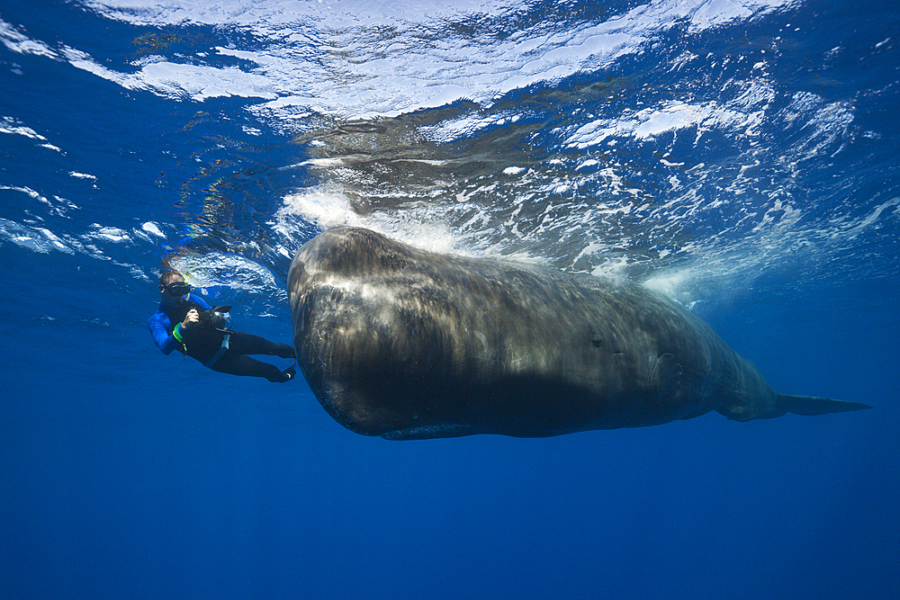 Sperm Whale and Skin diver, Physeter macrocephalus, Caribbean Sea, Dominica