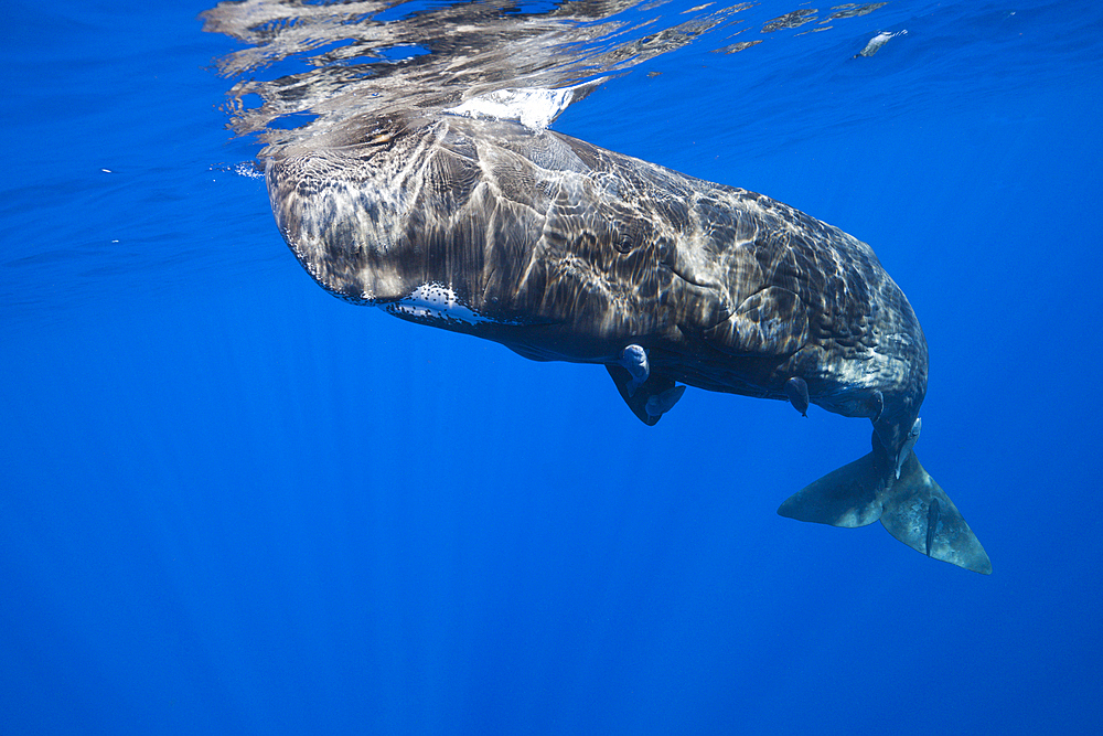 Sperm Whale, Physeter macrocephalus, Caribbean Sea, Dominica