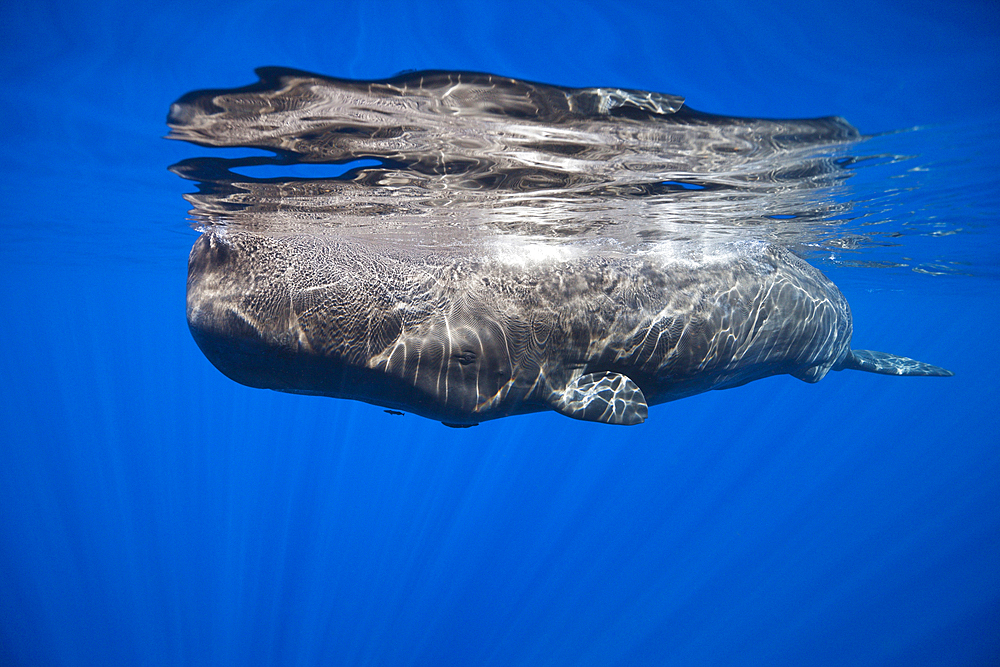 Sperm Whale, Physeter macrocephalus, Caribbean Sea, Dominica