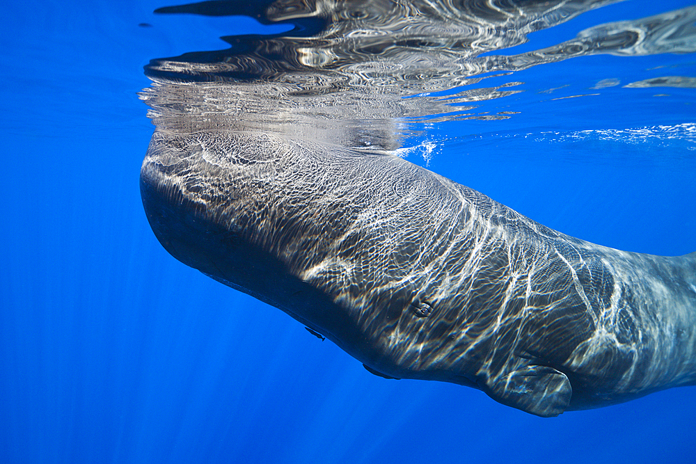 Sperm Whale, Physeter macrocephalus, Caribbean Sea, Dominica