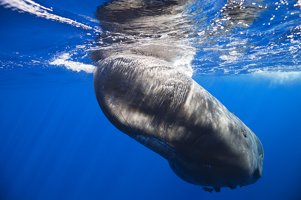 Sperm Whale, Physeter macrocephalus, Caribbean Sea, Dominica