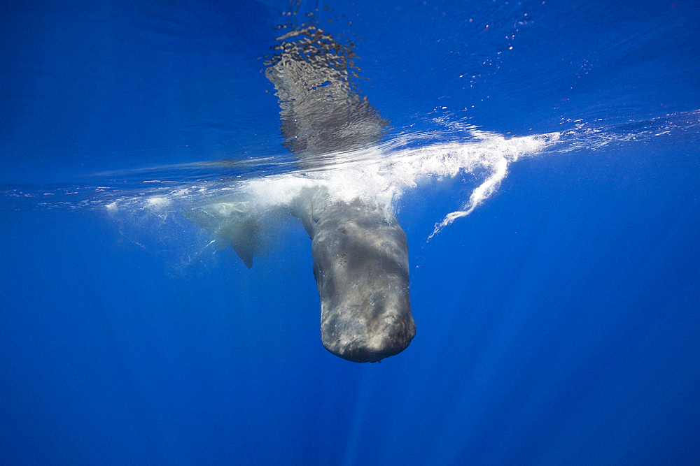 Sperm Whale, Physeter macrocephalus, Caribbean Sea, Dominica