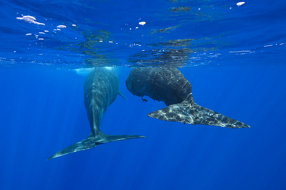 Social bahavior of Sperm Whale, Physeter macrocephalus, Caribbean Sea, Dominica