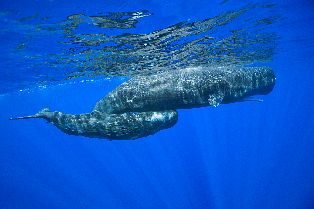 Sperm Whale Mother and Calf, Physeter macrocephalus, Caribbean Sea, Dominica