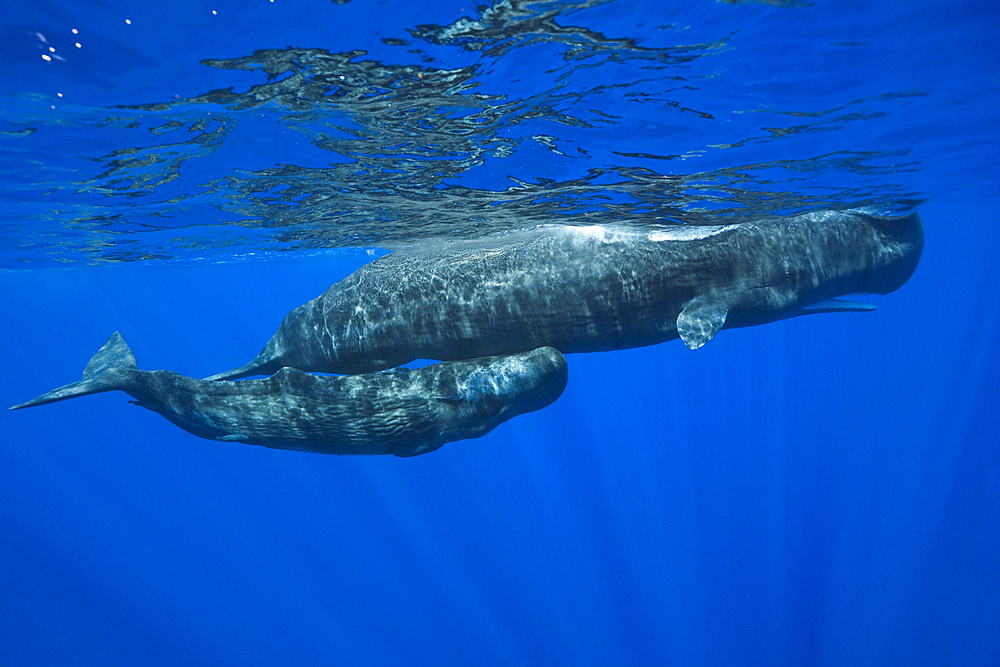 Sperm Whale Mother and Calf, Physeter macrocephalus, Caribbean Sea, Dominica