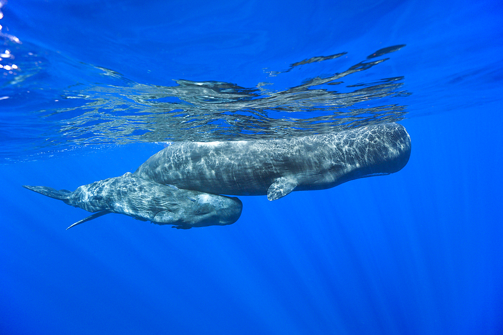 Sperm Whale Mother and Calf, Physeter macrocephalus, Caribbean Sea, Dominica