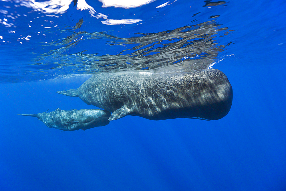 Sperm Whale Mother and Calf, Physeter macrocephalus, Caribbean Sea, Dominica