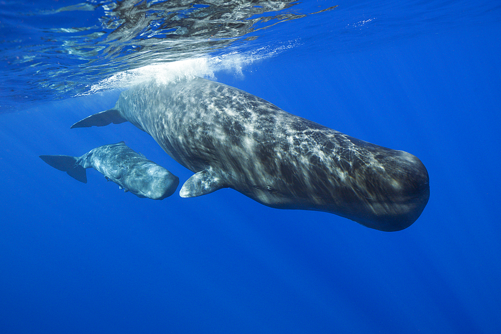 Sperm Whale Mother and Calf, Physeter macrocephalus, Caribbean Sea, Dominica