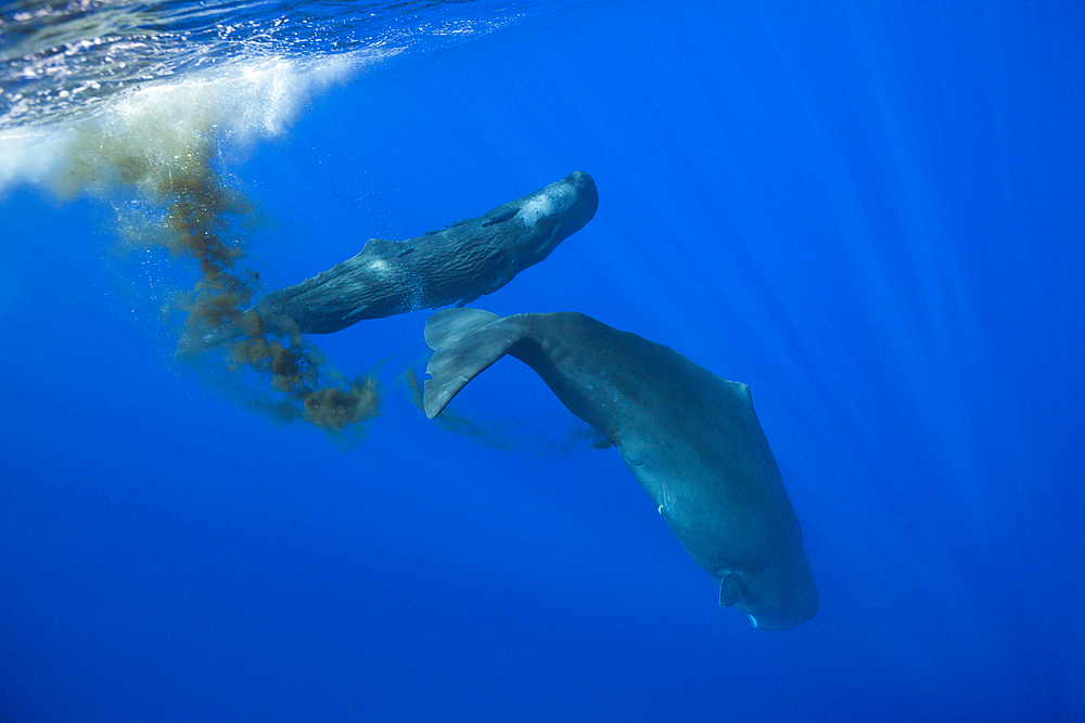 Sperm Whale, Physeter macrocephalus, Caribbean Sea, Dominica