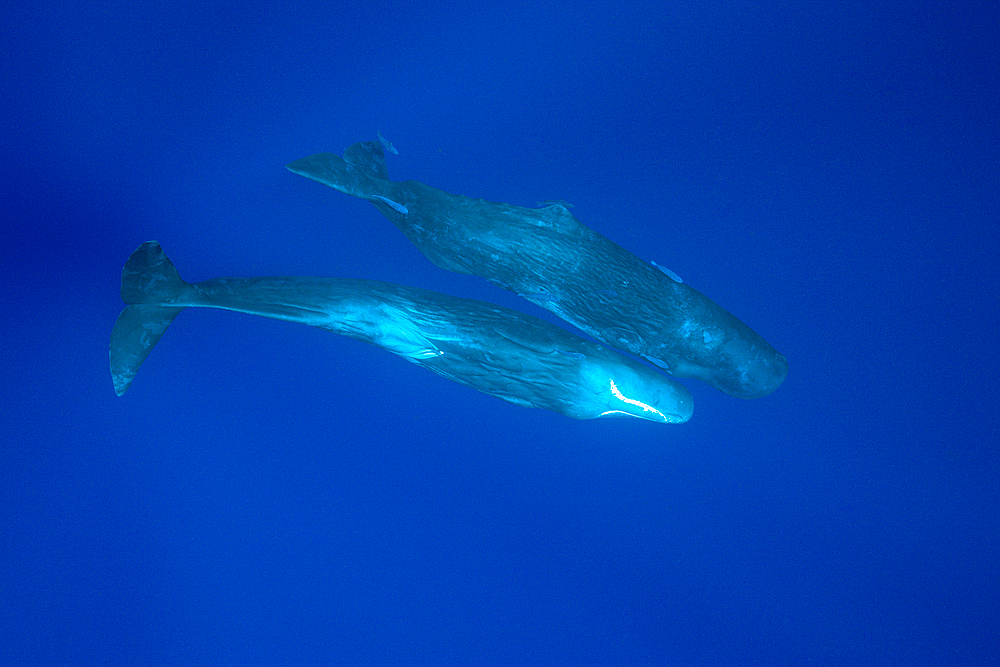 Social bahavior of Sperm Whale, Physeter macrocephalus, Caribbean Sea, Dominica