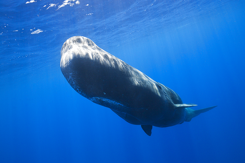 Sperm Whale, Physeter macrocephalus, Caribbean Sea, Dominica