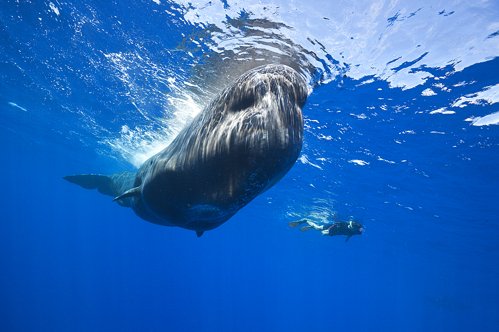 Sperm Whale and Skin diver, Physeter macrocephalus, Caribbean Sea, Dominica