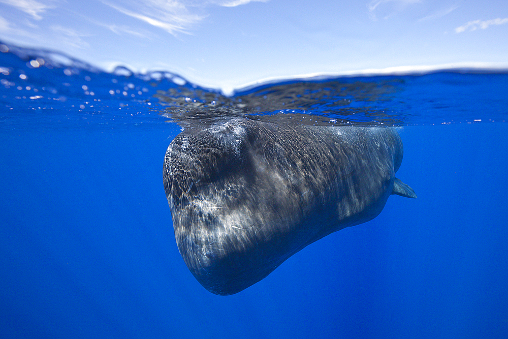 Sperm Whale, Physeter macrocephalus, Caribbean Sea, Dominica