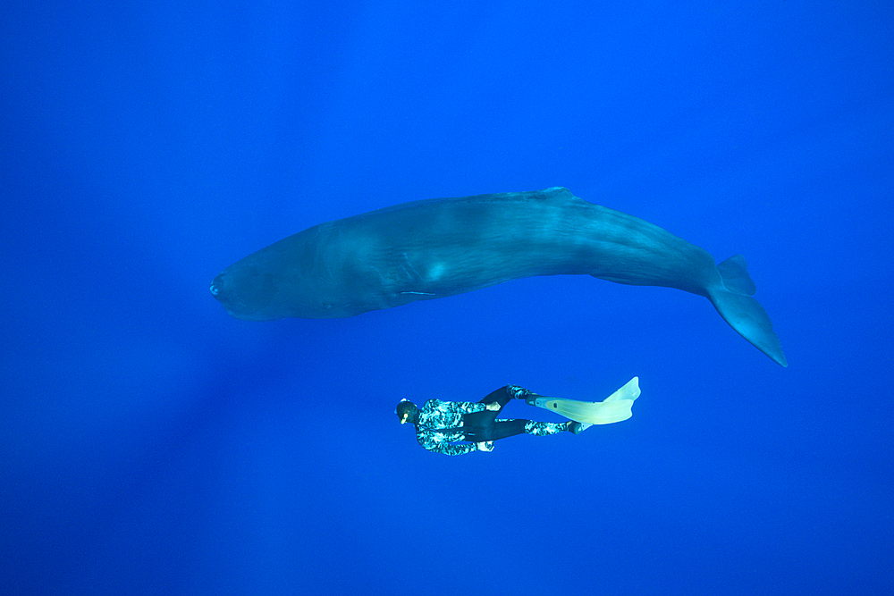 Sperm Whale and Skin diver, Physeter macrocephalus, Caribbean Sea, Dominica