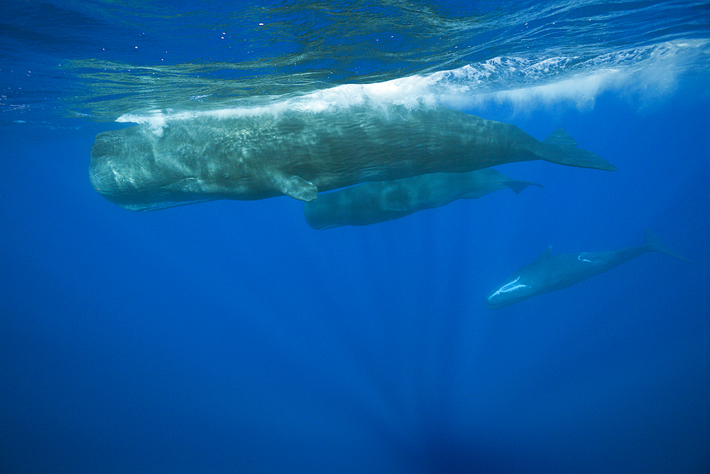 Social bahavior of Sperm Whale, Physeter macrocephalus, Caribbean Sea, Dominica