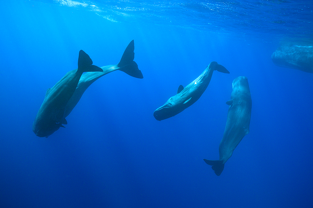 Social bahavior of Sperm Whale, Physeter macrocephalus, Caribbean Sea, Dominica