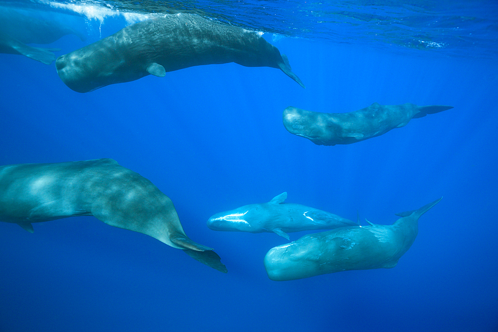 Social bahavior of Sperm Whale, Physeter macrocephalus, Caribbean Sea, Dominica