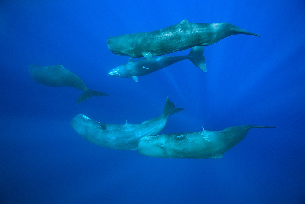 Social bahavior of Sperm Whale, Physeter macrocephalus, Caribbean Sea, Dominica