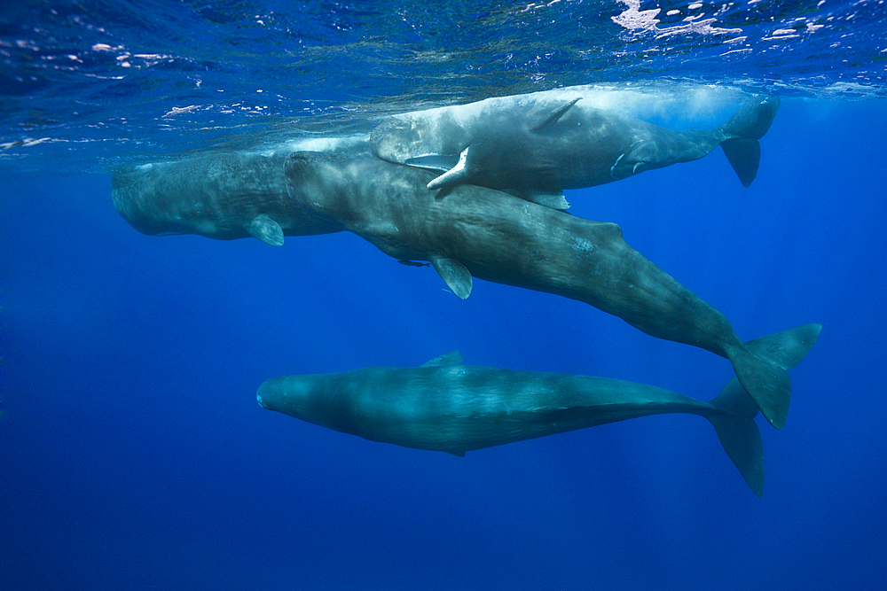 Social bahavior of Sperm Whale, Physeter macrocephalus, Caribbean Sea, Dominica