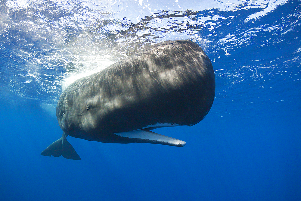 Sperm Whale, Physeter macrocephalus, Caribbean Sea, Dominica