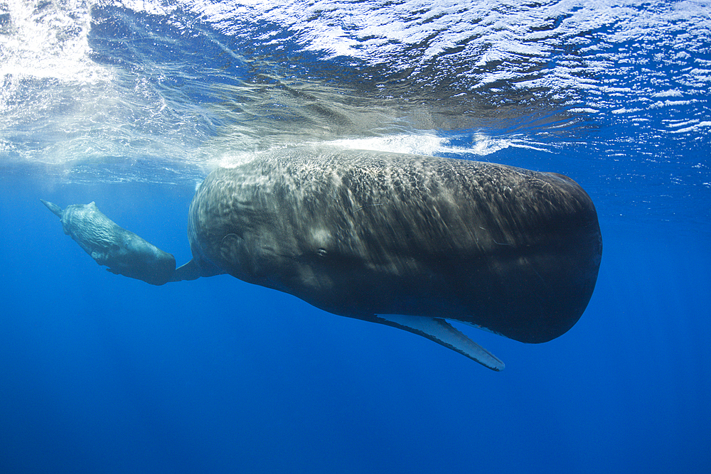 Sperm Whale Mother and Calf, Physeter macrocephalus, Caribbean Sea, Dominica