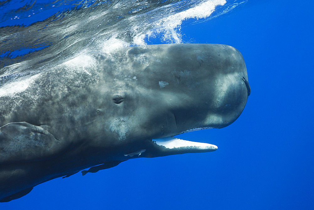 Sperm Whale, Physeter macrocephalus, Caribbean Sea, Dominica