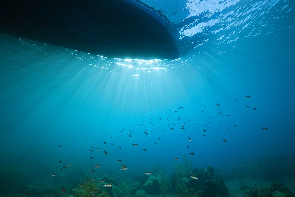 Sunbeams filtering through Water Surface, Caribbean Sea, Dominica