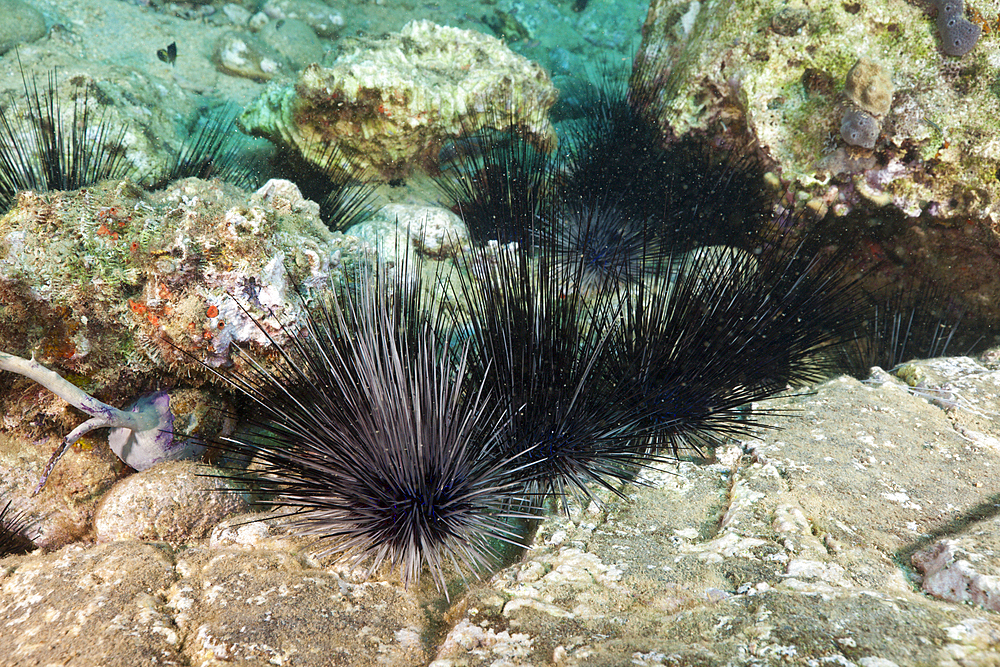 Longspined Sea Urchins between Rocks, Diadema antillarum, Caribbean Sea, Dominica