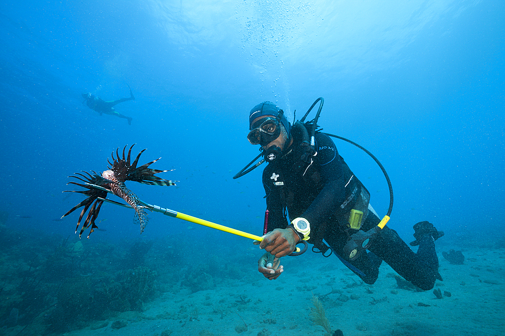 Invasive Lionfish speared by Diver, Pterois volitans, Caribbean Sea, Dominica