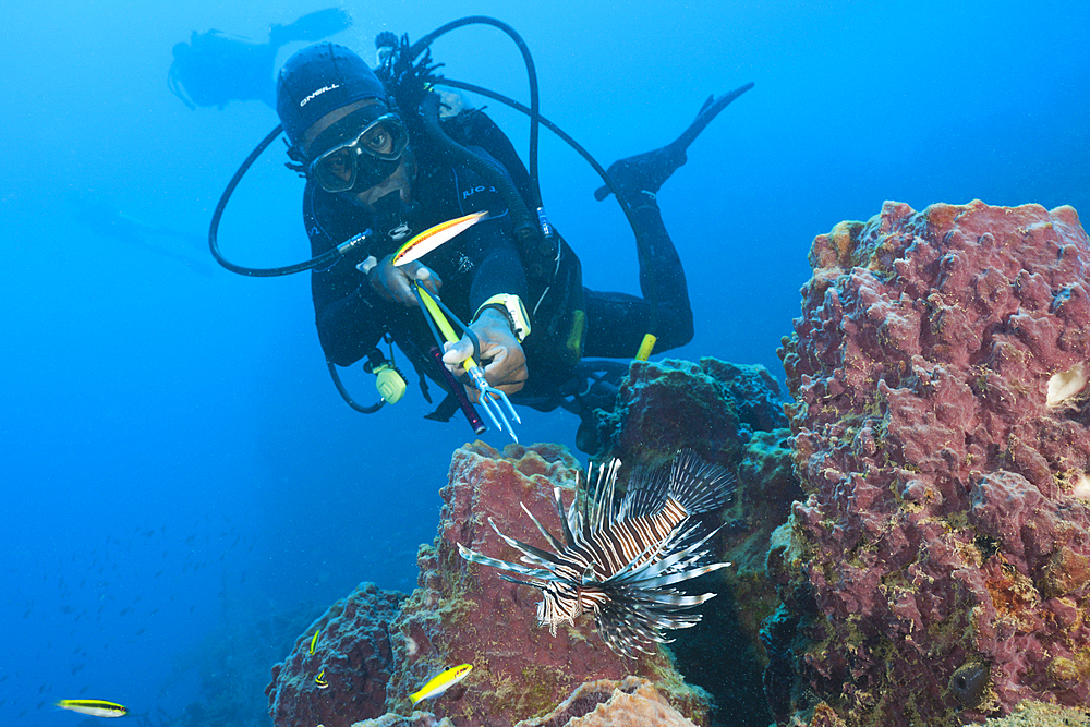 Invasive Lionfish speared by Diver, Pterois volitans, Caribbean Sea, Dominica