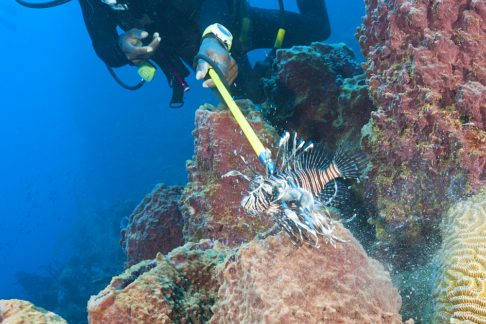 Invasive Lionfish speared by Diver, Pterois volitans, Caribbean Sea, Dominica