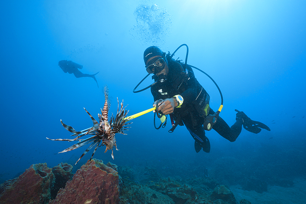 Invasive Lionfish speared by Diver, Pterois volitans, Caribbean Sea, Dominica