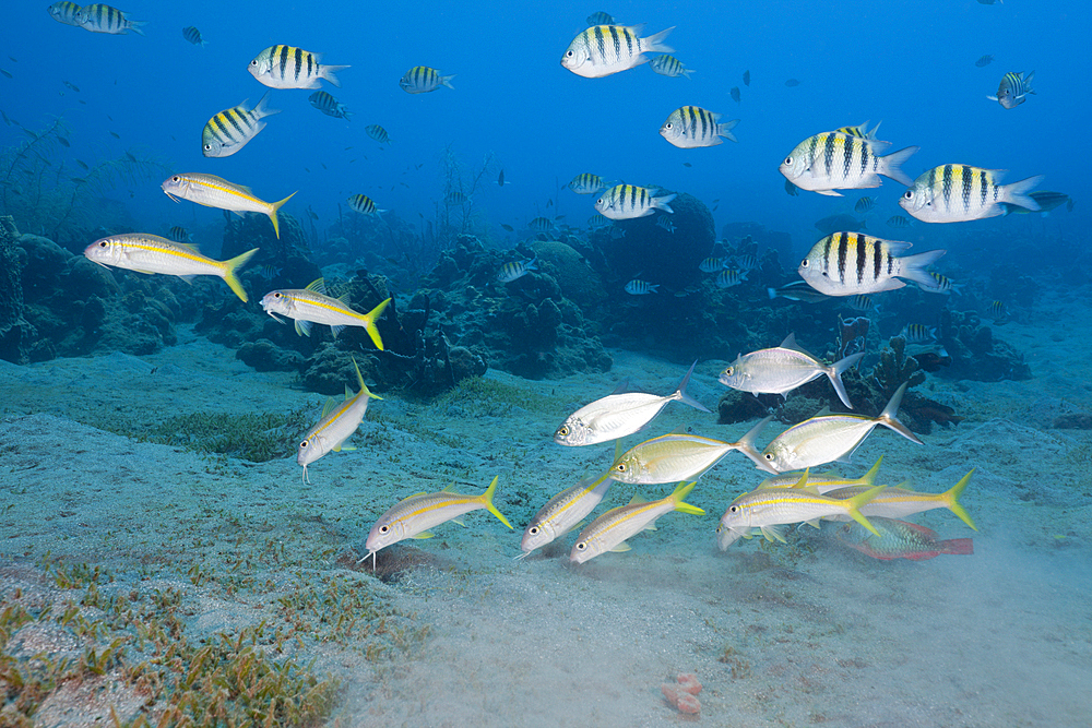 Yellowfin Goatfishes and Sergant Major Fish, Mulloidichthys martinicus, Abudefduf saxatilis, Caribbean Sea, Dominica