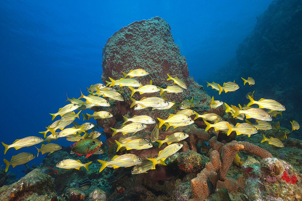 Shoal of Smallmouth Grunts, Haemulon chryargyreum, Caribbean Sea, Dominica