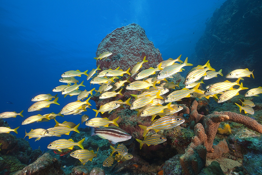 Shoal of Smallmouth Grunts, Haemulon chryargyreum, Caribbean Sea, Dominica