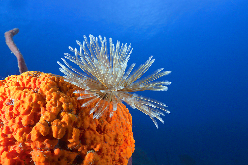 Fan Worm on red Sponge, Spirographis sp., Caribbean Sea, Dominica