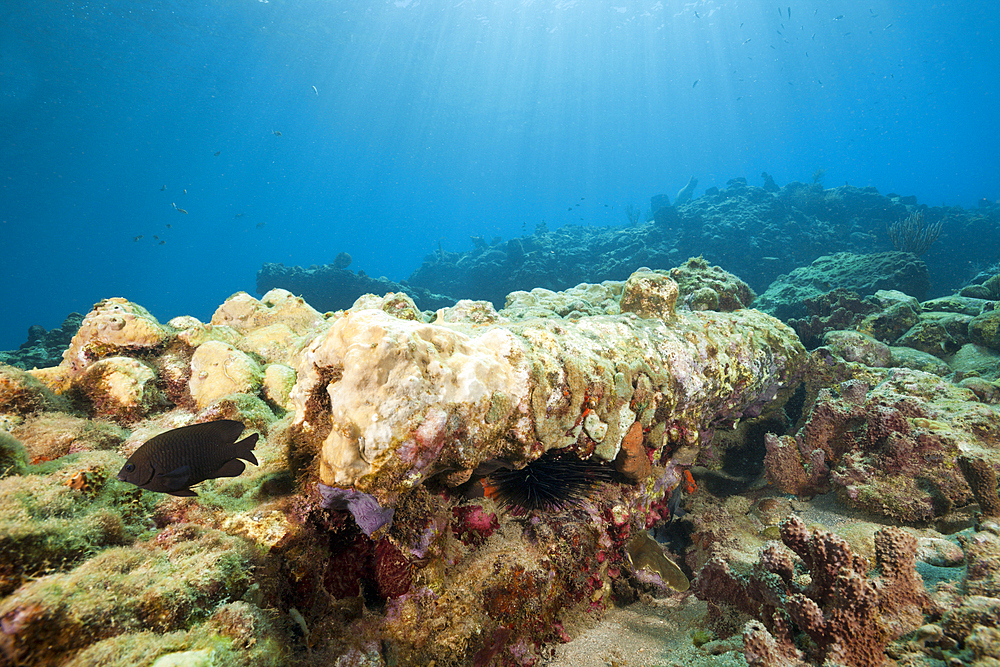 Corals covering Old Cannon, Caribbean Sea, Dominica