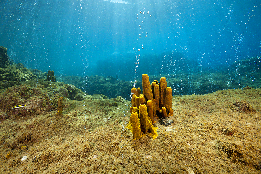 Volcanic Air Bubbles at Champagne Beach, Caribbean Sea, Dominica