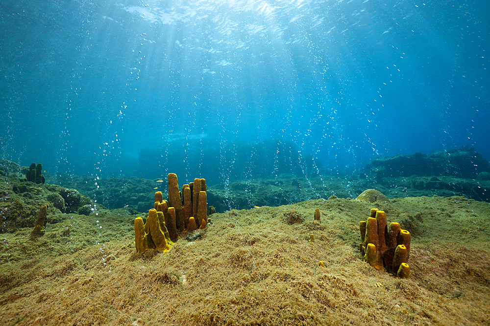 Volcanic Air Bubbles at Champagne Beach, Caribbean Sea, Dominica