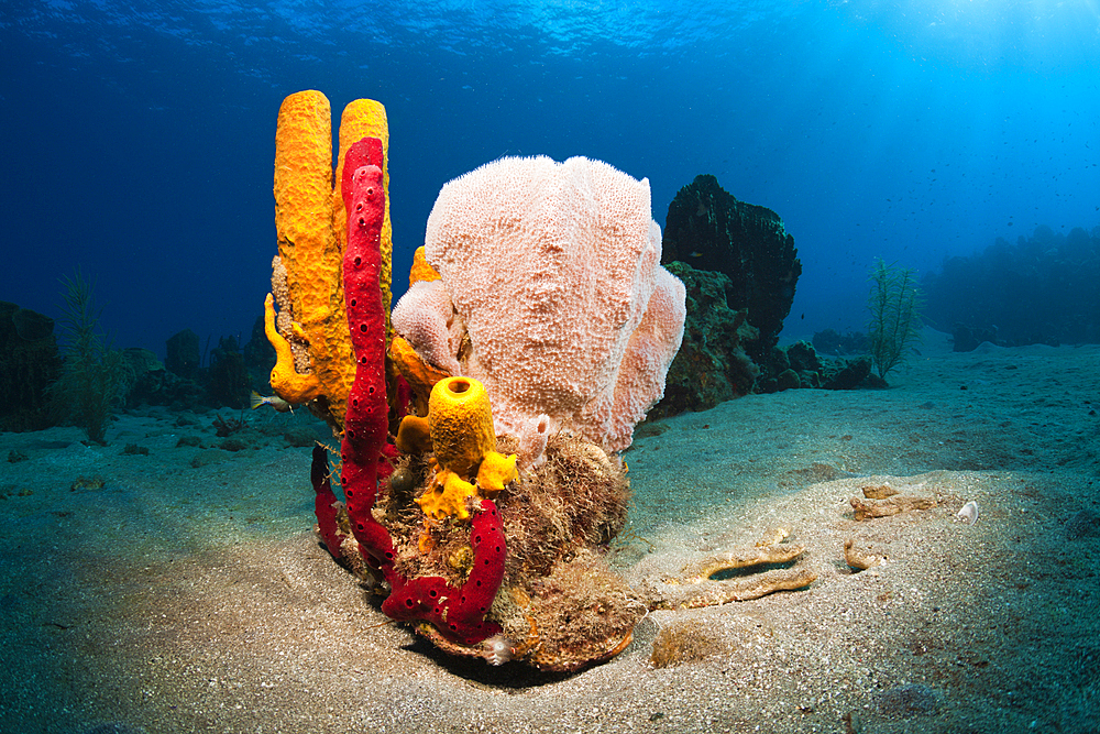 Caribbean Coral Reef, Caribbean Sea, Dominica