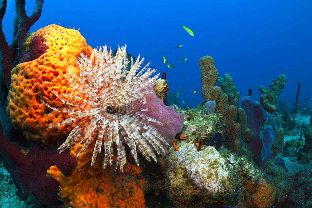 Caribbean Coral Reef, Caribbean Sea, Dominica