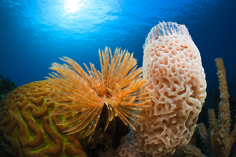 Caribbean Coral Reef, Caribbean Sea, Dominica