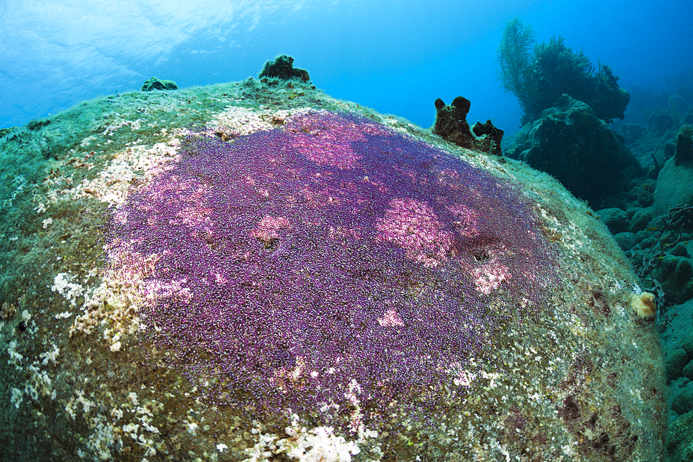 Fish Eggs on Rock, Caribbean Sea, Dominica